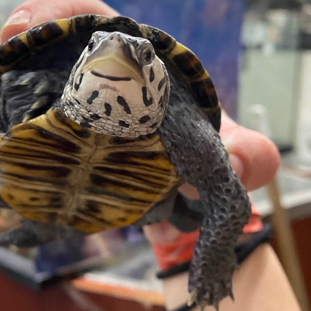 Meet your Posher, Gia